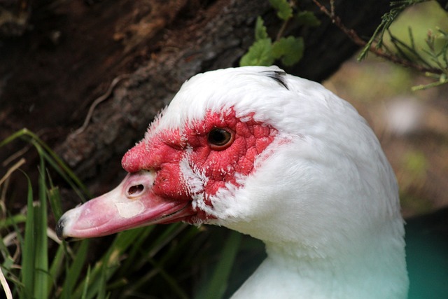 战术连胜强 战术连胜强